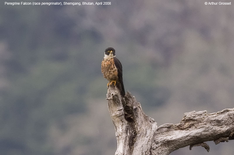 peregrine falcon in flight. Peregrine+falcon+hunting