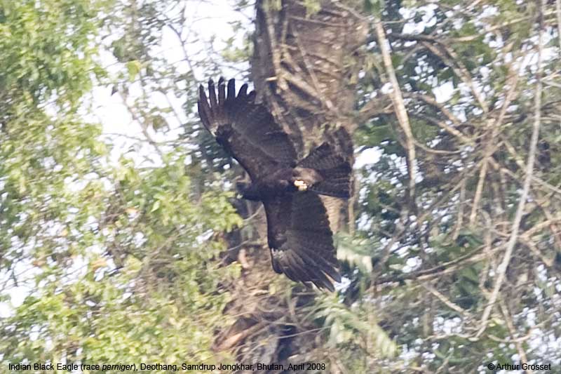 Black Eagle Ictinaetus malaiensis