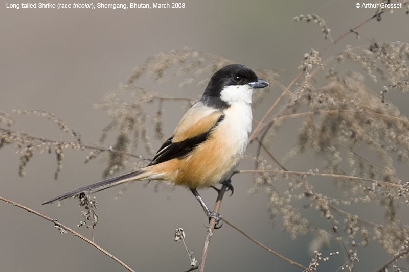 Long-tailed Shrike Lanius schach