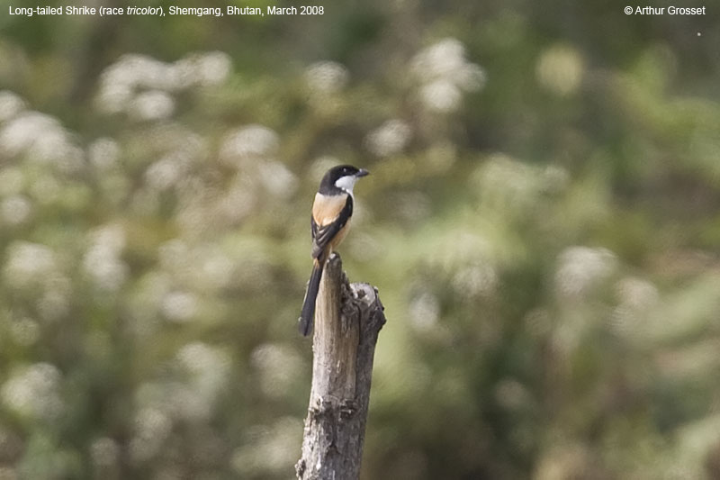 Long-tailed Shrike Lanius schach