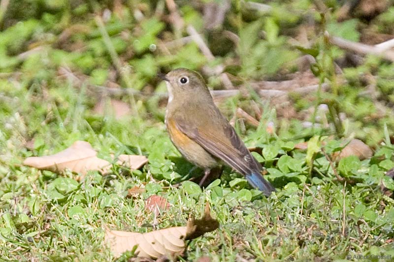 Red-flanked Bluetail (also known as Orange-flanked Bush Robin)