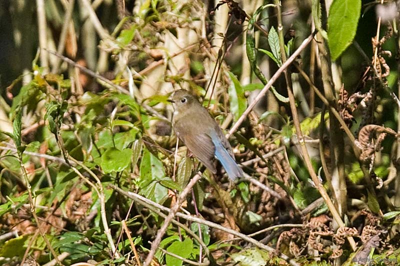 Red-flanked Bluetail - Species Range Map