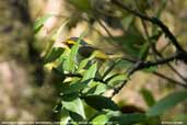 Black-faced Warbler, Lingmethang Road, Mongar, Bhutan, April 2008 - click for larger image