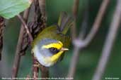 Black-faced Warbler, Lingmethang Road, Mongar, Bhutan, April 2008 - click for larger image