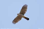 Northern Sparrowhawk, Cheli La Pass, Paro, Bhutan, March 2008 - click for larger image