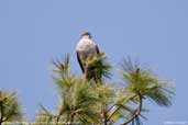 Northern Sparrowhawk, Cheli La Pass, Paro, Bhutan, March 2008 - click for larger image