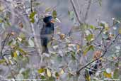 Rufous-necked Hornbill, Bhutan, March 2008 - click for larger image