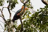 Rufous-necked Hornbill, Bhutan, March 2008 - click for larger image