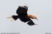 Rufous-necked Hornbill, Bhutan, March 2008 - click for larger image