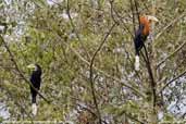 Rufous-necked Hornbill, Bhutan, March 2008 - click for larger image