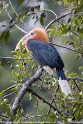 Rufous-necked Hornbill, Bhutan, March 2008 - click for larger image