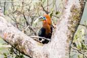 Rufous-necked Hornbill, Bhutan, March 2008 - click for larger image