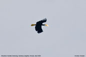 Wreathed Hornbill, Deothang, Samdrup Jongkhar, Bhutan, April 2008 - click for larger image