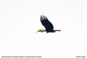 Wreathed Hornbill, Deothang, Samdrup Jongkhar, Bhutan, April 2008 - click for larger image