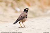 Common Myna, Punakha, Bhutan, March 2008 - click for larger image