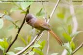 Rusty-fronted Barwing, Mo Chu River, Punakha, Bhutan, March 2008 - click for larger image