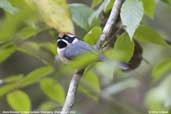 Black-throated Tit, Shemgang, Bhutan, April 2008 - click for larger image