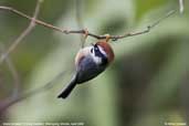 Black-throated Tit, Shemgang, Bhutan, April 2008 - click for larger image