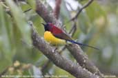 Mrs Gould's Sunbird, Dochu La, Thimphu, Bhutan, March 2008 - click for larger image