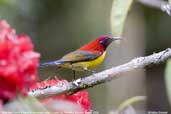 Mrs Gould's Sunbird, Dochu La, Thimphu, Bhutan, March 2008 - click for larger image