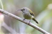 Mrs Gould's Sunbird, Dochu La, Thimphu, Bhutan, March 2008 - click for larger image