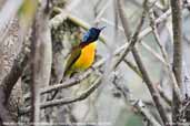 Mrs Gould's Sunbird, Yutong La, Bumthang, Bhutan, April 2008 - click for larger image