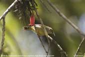 Mrs Gould's Sunbird, Limnethang Road, Mongar, Bhutan, April 2008 - click for larger image