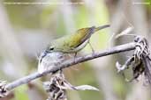 Female Fire-tailed Sunbird, Kori La, Mongar, Bhutan, April 2008 - click for larger image