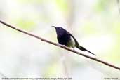 Black-throated Sunbird, Lingmethang Road, Mongar, Bhutan, April 2008 - click for larger image