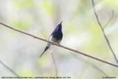 Black-throated Sunbird, Lingmethang Road, Mongar, Bhutan, April 2008 - click for larger image