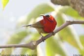 Crimson Sunbird, Tashigang, Bhutan, April 2008 - click for larger image