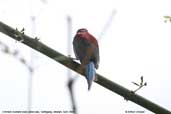 Crimson Sunbird, Tashigang, Bhutan, April 2008 - click for larger image