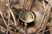 Yellow-throated Fulvetta, Shemgang, Bhutan, April 2008 - click for larger image