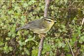 Yellow-throated Fulvetta, Lingmethang Road, Mongar, Bhutan, April 2008 - click for larger image