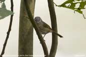 Nepal Fulvetta, Mo Chu River, Punakha, Bhutan, April 2008 - click for larger image