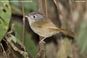 Nepal Fulvetta, Shemgang, Bhutan, April 2008 - click for larger image