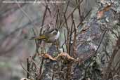 White-browed Fulvetta, Cheli La, Bhutan, March 2008 - click for larger image