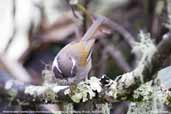 White-browed Fulvetta, Thrumsing La, Bhutan, April 2008 - click for larger image