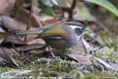 White-browed Fulvetta, Thrumsing La, Bhutan, April 2008 - click for larger image