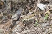 Olive-backed Pipit, Shemgang, Bhutan, April 2008 - click for larger image