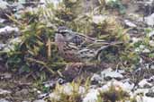 Rosy Pipit, Thrumsing La, Bhutan, April 2008 - click for larger image