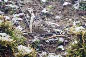 Rosy Pipit, Thrumsing La, Bhutan, April 2008 - click for larger image