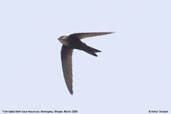 Fork-tailed Swift, Shemgang, Bhutan, March 2008 - click for larger image