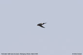 Fork-tailed Swift, Shemgang, Bhutan, March 2008 - click for larger image