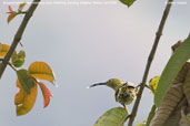 Streaked Spiderhunter, Deothang, Samdrup Jongkhar, Bhutan, April 2008 - click for larger image