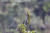 Streaked Spiderhunter, Deothang, Samdrup Jongkhar, Bhutan, April 2008 - click for larger image