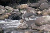 White-bellied Heron, Punakha Chu, Bhutan, March 2008 - click for larger image