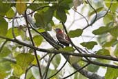 Male Bay Woodpecker, Shemgang, Bhutan, April 2008 - click for larger image