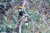 Male Great Hornbill, Shemgang, Bhutan, April 2008 - click for larger image