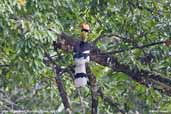 Male Great Hornbill, Shemgang, Bhutan, April 2008 - click for larger image